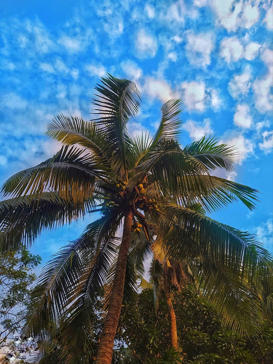 tree, sky, nature, bangladesh