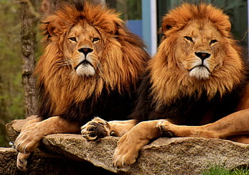 dva dospělí lvi, lev, dravec, nebezpečný, hříva, kočka, mužský, zoo, divoké zvíře, Afrika, zvíře
