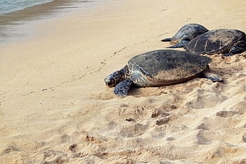three, sea turtles, seashore, sea, turtle, white, sand, near, seaside, daytime, animals