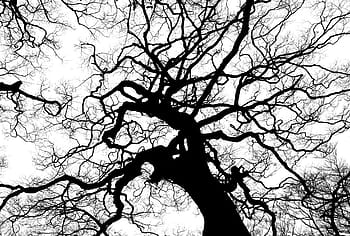 Silhouette Fotografie, Baum, Silhouette, Geäst, hoch, Überdachung, oben, Baumkrone, schwarz, Weiß, einfarbig