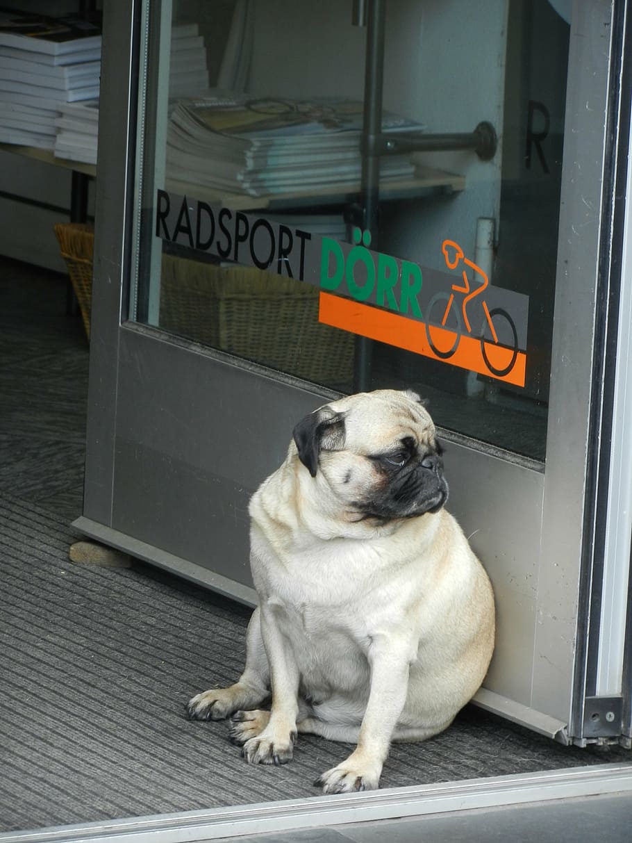 plavá pug, sedící, další, skleněné dveře, Pes, mopslík, čekání, touha, poslušný, Tlustý, smutný