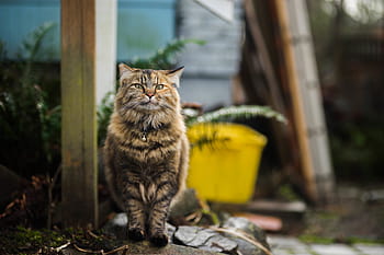 kahverengi, tekir, kedi, oturma, siyah, Kaya, hayvan, kedi yavrusu, sevimli, bıyık, ev kedisi