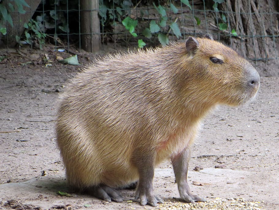 capibara, rodent, pig water, cabiai, hydrochoerus hydrochaeris