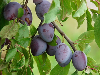 bunch, purple, fruits, real plum, plum, prunus domestica, blue, fruit, eat, food, plant