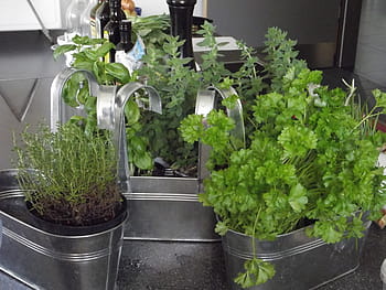 green leafed plants, herbs, herb, spice, delicious, mediterranean, food, healthy, natural, bless you, kitchen