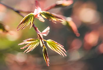 Acer Palmatum, Japan, Maple Leaf, japan maple, spring, nature, wood, japan garden, colors, lights, leaf decomposition