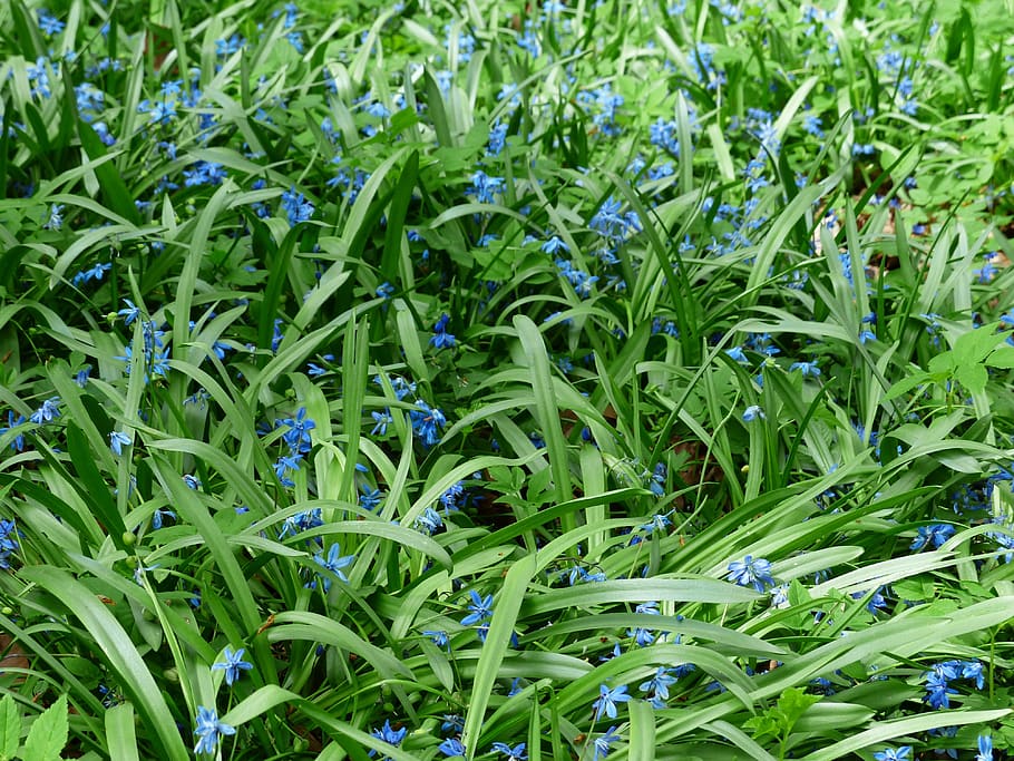 bluebell, flower, blossom, bloom, blue, scilla campanulata, hyacinthoides hispanica, bell blue star, blue star, spanish hasenglöckchen, butterfly orchid