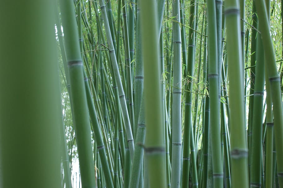 foto ravvicinata, piante di bambù, bambù, gambi, foresta di bamboo, canne di bambù, verde, al di fuori, pianta, Cinese
