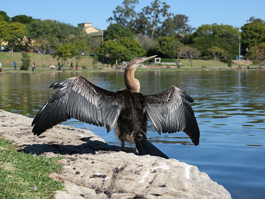 snakebird, volně žijících živočichů, australský darter