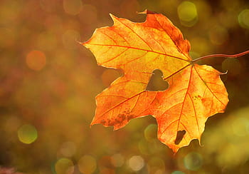 bruin esdoornblad, hart-, geliefde, blad, herfst, esdoorn-, bokeh, natuur, verandering, esdoorn blad, Oranje kleur