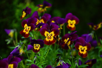 pansy, flower, blossom, bloom, yellow, violet, viola, violaceae, colorful, color, flora