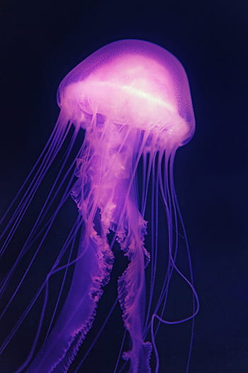 nachový, růžový, Medúza, moře, želé, mořské želé, šeřík, medusa, akvárium, námořní, pod vodou