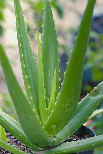 aloe vera, succulent, healthy, plant, garden, potted, outdoors, nature