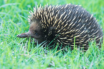 echidna, marsupial, australia, anteater, cute, porcupine, animal, nature, fauna, australian, quills