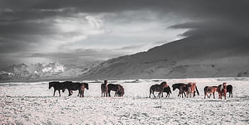 brown, animals, snow, mountain, peak, summit, landscape, nature, outdoor, winter, dark