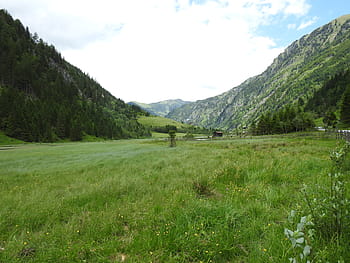 Rakousko, hory, louka, les, Příroda, krajina, Salzburg