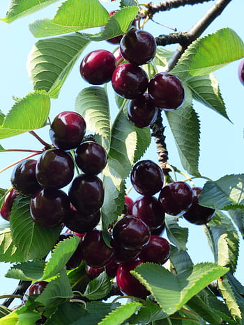 Sweet Cherry, Cherry, Red, Red, Fruit, cherry, red, fruit, healthy, leaves, branch, summer, delicious