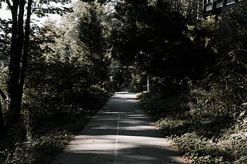 gray, concrete, road, surrounded, leafed, trees, green, plant, nature, forest, path
