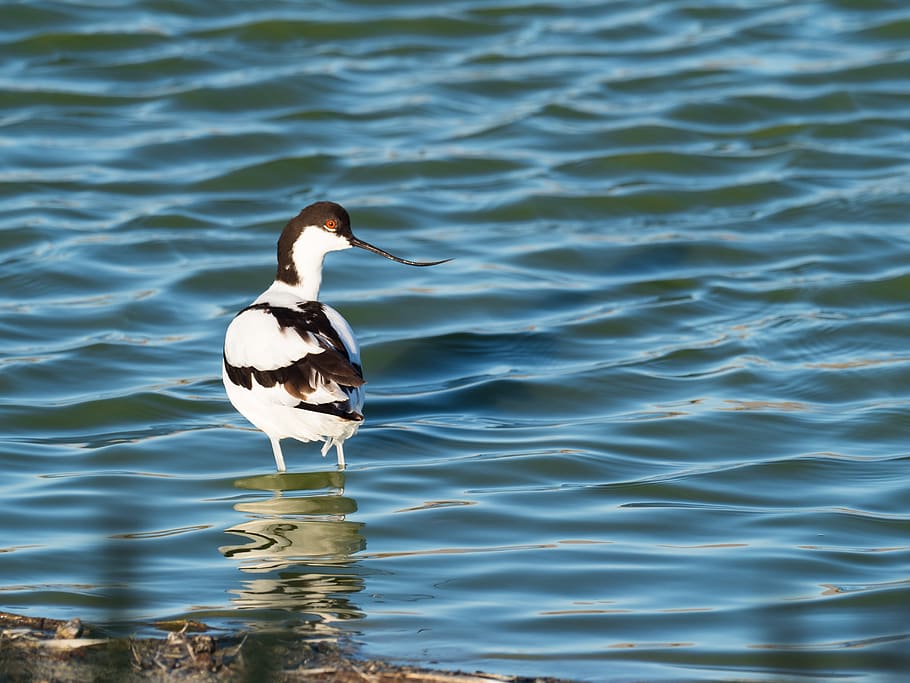 pied avocet, pták, ptačí, voda, brodění, Příroda, volně žijících živočichů, jezero, zvíře, divoký, rybník