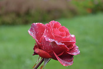 กุหลาบสีแดง, สีชมพู, กำลังบาน, รายละเอียดของดอกไม้, ปลูก, กุหลาบแดง, ดอกไม้, สวน, สีแดง, ธรรมชาติ, เหตุการณ์ที่เกิดขึ้น
