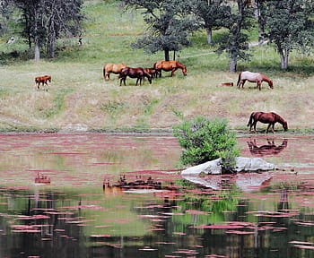 mandria, cavallo, verde, erba, calma, corpo, acqua, animale, fiume, riflessione, montanaro