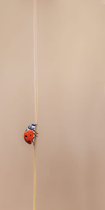 red, ladybug, stick, dear heerbeestje, bug, nature, forest, insects, macro, close up, fly