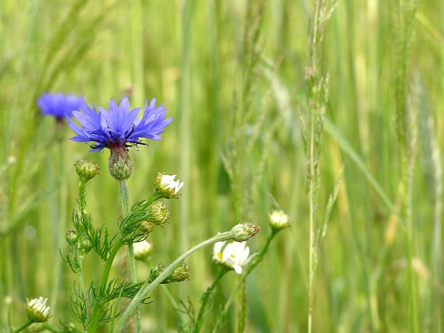 cornflower, flowers, corn, summer, village, wildflowers, blue, blue flowers, wild flowers, flower, nature