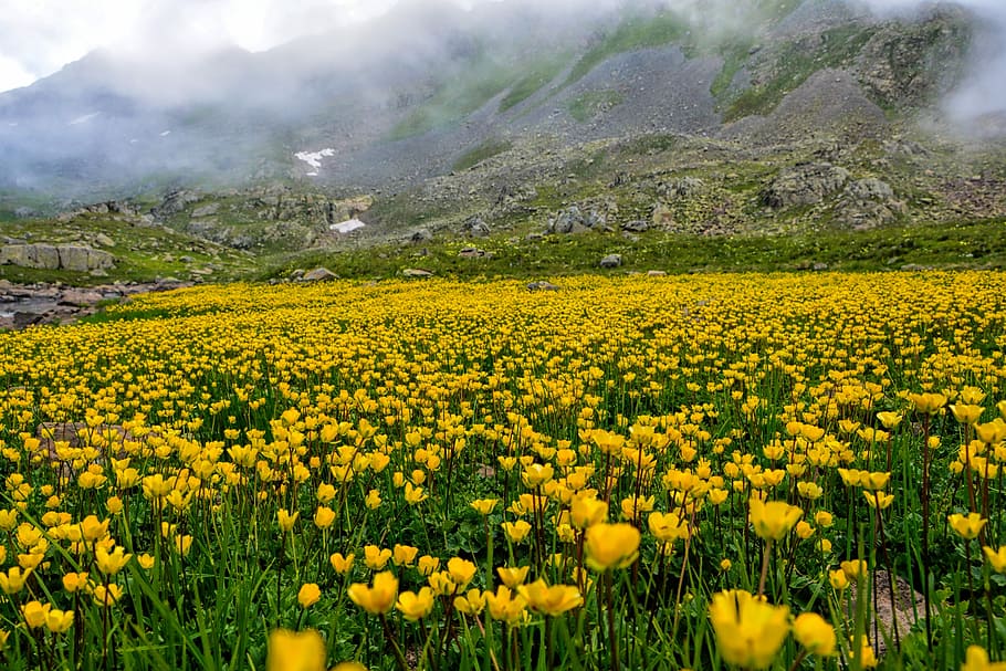žlutá, pole tulipány, vedle, hnědý, hory, během dne, Příroda, plocha, chan, květ, tráva