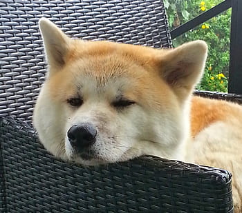tan, white, lying, wicker chair, Shiba Inu, wicker, chair, akita, dog, japan, dog breed