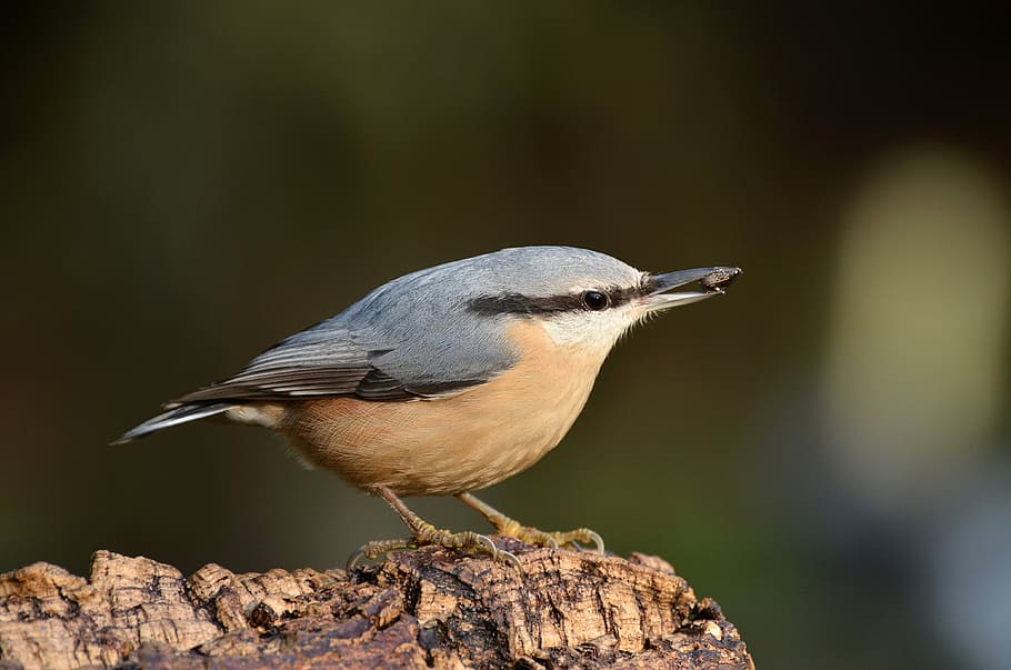 selektivní, zaostřovací fotografie, kaštanová brhlík lesní, živočišného světa, pták, Příroda, kleiber, zahrada