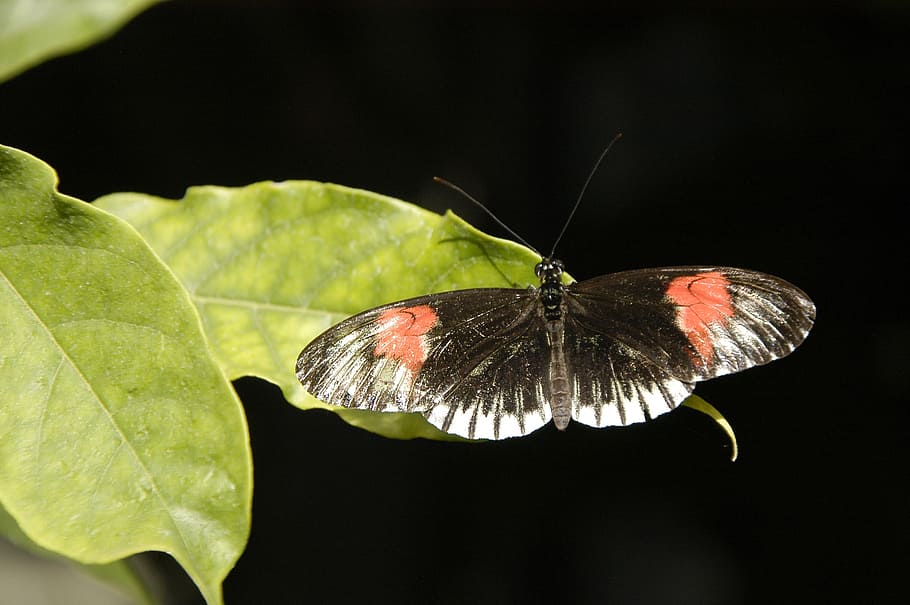 バタフライ、 ウィルヘルマ、 昆虫、 翼、 カラフル、 動物
