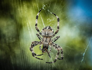 black, gray, barn spider, devoured, insect, closeup, spider, cross, network, close, nature