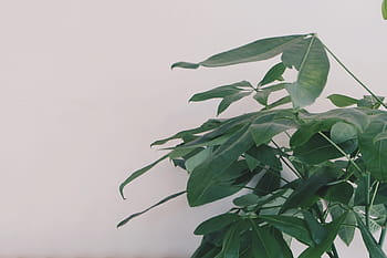 green leaf plant, green leaf, plant, green, leaves, plants, white, leaf, nature, green Color, close-up