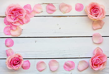 rosa, cornice di fiori, fiore, petali, spazio del testo, sfondo, del desktop, compleanno, nozze, San Valentino, amore
