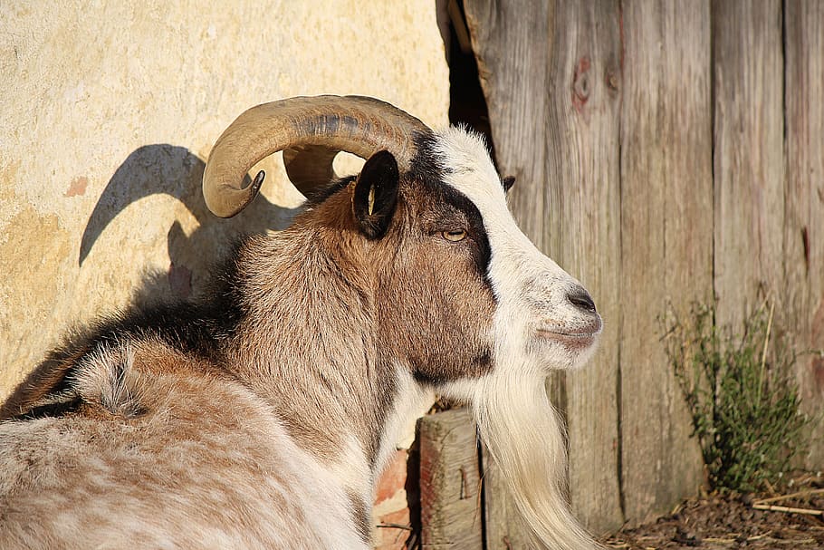 Billy Goat, Goat, Horns, Domestic Goat, goat, horns, goatee, animal, mammal, animal themes, domestic animals, one animal