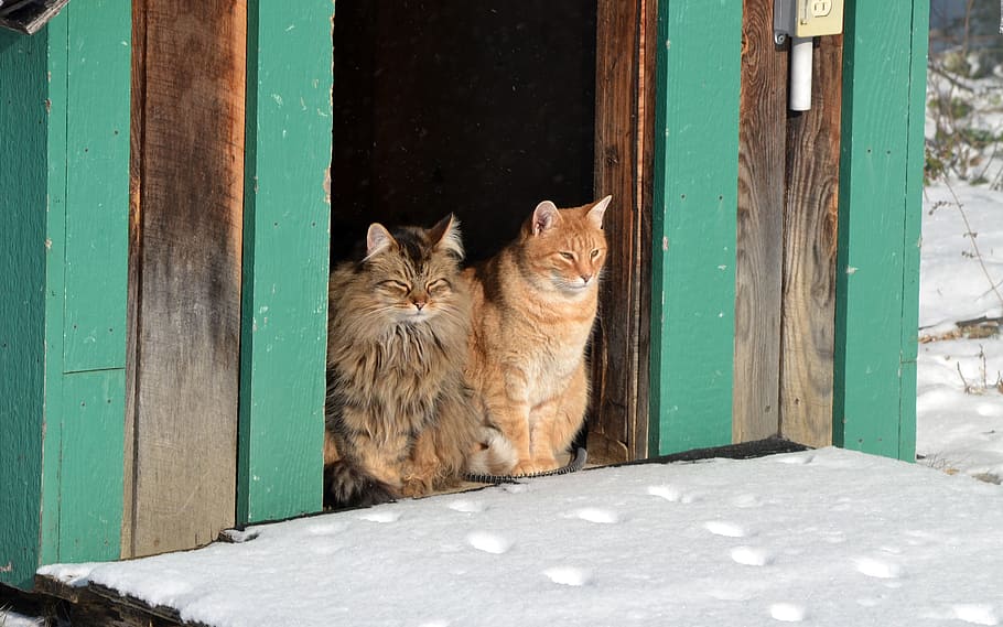 two, brown, fur cats, door, animals, cats, domestic, friends, sitting, dog, house
