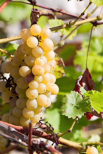 Grapes, Wine, Grape, Yellow, Leaf, Fruit, wine, grape, fruits, plant, autumn, autumn colours