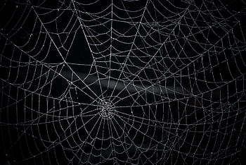 pavoučí síť, síť, radiální, pavouk, web, arachnofobie, nebezpečný, spirála