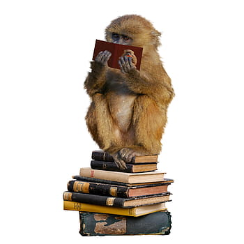 brown, monkey reading book, white, sitting, pile, books, monkey, decor, education, school, read
