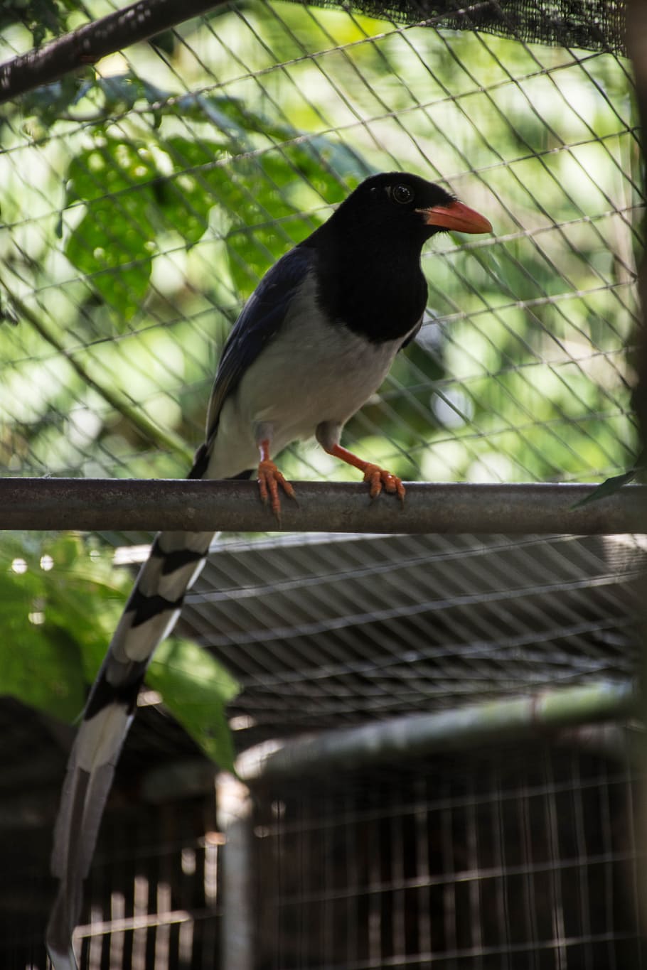 ptáků, Příroda, létajících ptáků, zvířat, holubice, Papoušek, Pírko, ptáků konzumujících ryby, zoo, holub, ptačí větve