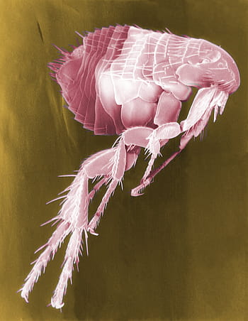 εικονογράφηση ψύλλων, ψύλλος, siphonaptera, έντομο, παράσιτο, ηλεκτρονική μικροσκοπία, ηλεκτρονική μικρογραφία, μεγέθυνση, ψεύτικο χρώμα, ροζ χρώμα, γκρο πλαν