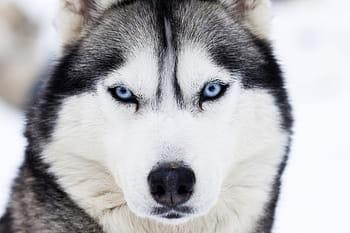 dog, winter snow, Husky, winter, snow, nature, animal, animals, dogs, eyes, face