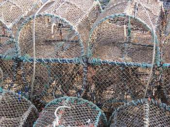 kreeft, mand, val, zeevruchten, krab, vis, oceaan, visvangst, zee, trapping, vangst