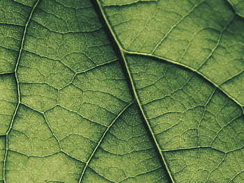 foglia, macro, verde, natura, lo sfondo, vita, crescere, la struttura del, struttura, modello, albero