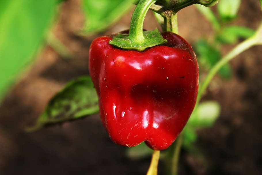 červená paprika, pepř, zeleniny, jídlo, Červené, organický, Příroda, svěžest, zralý, zemědělství, zelená barva
