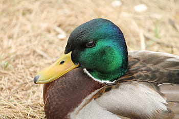mallard duck, duck, drake, mallard, portrait, animal portrait, head, water bird, young, lake, bird
