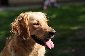 selektivní, zaměření fotografie, zlatý, retriever, krátký, potažené, hnědý, Pes, Zlatý retriever, domácí zvíře, zvířat
