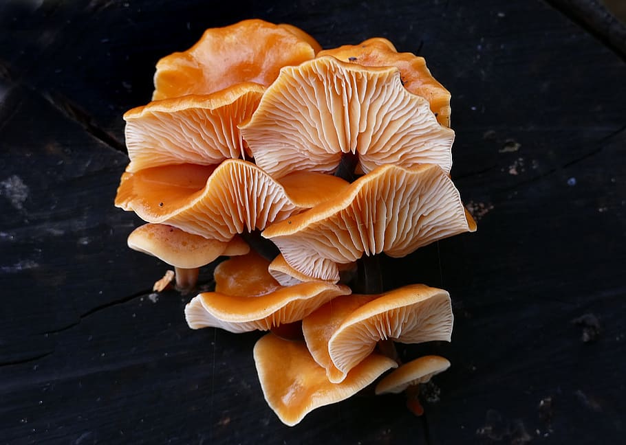 Flammulina velutipes, mushrooms, surface