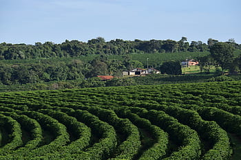 landscape, farm, coffee plantation, agriculture