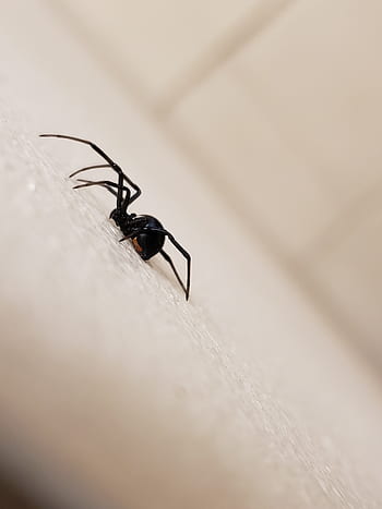 spider, black widow, red, hourglass, creepy, halloween, black